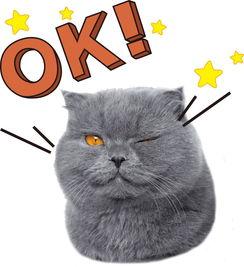 娱乐吃瓜君和猫,揭秘娱乐圈的萌宠趣事